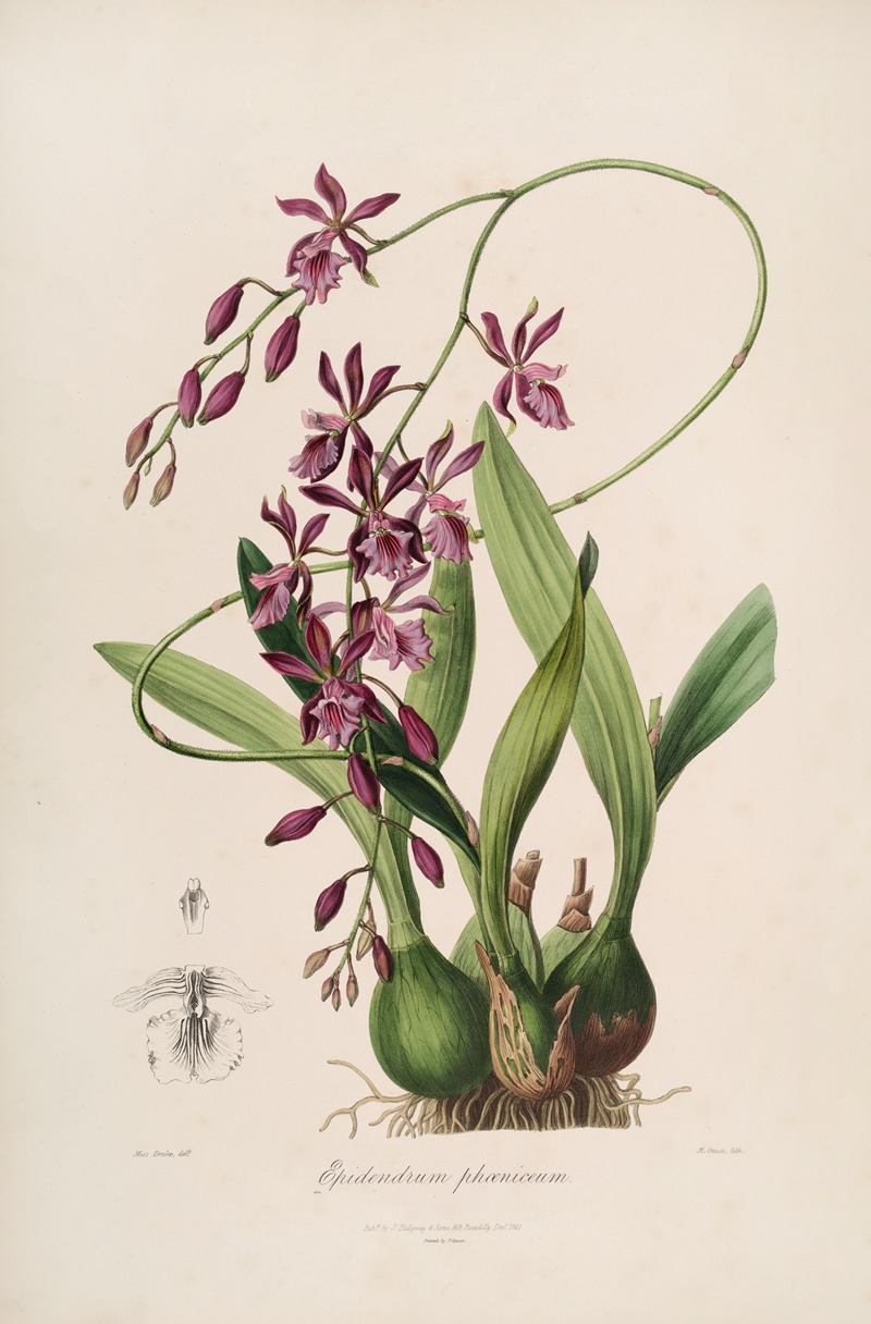 a vintage botanical illustration of an epidendrum phoeniceum orchid. the orchid features long, looping stems with purple flowers and buds, green leaves, and bulbs with roots. a smaller detail of a single flower is shown on the lower left. the artwork is set against a cream background.