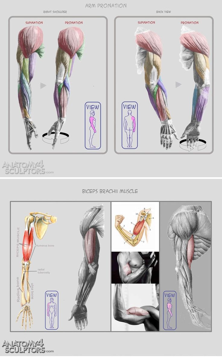 the image is an anatomical illustration showcasing the muscles of the arm, specifically focusing on supination and pronation movements. it provides both front and back views of the arm, highlighting the biceps, triceps, and radius bone. different illustrations depict the muscles in various states of contraction and relaxation, illustrating their role in arm movement. the overall style is detailed and realistic, typical of medical illustrations used for educational purposes.