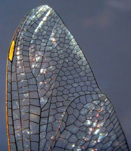 the image is a stunning closeup macro photograph of a dragonfly or damselfly wing. the wing's intricate network of veins is clearly visible, forming a hexagonal pattern across the transparent membrane.  the wing exhibits iridescence, shimmering with various colors as light reflects off its surface.  a small section of the wing's leading edge shows a yellowgold marking. the background is a soft, outoffocus grayishblue, drawing attention to the wing's complex structure and textural beauty. the overall impression is one of delicate beauty and intricate natural design.