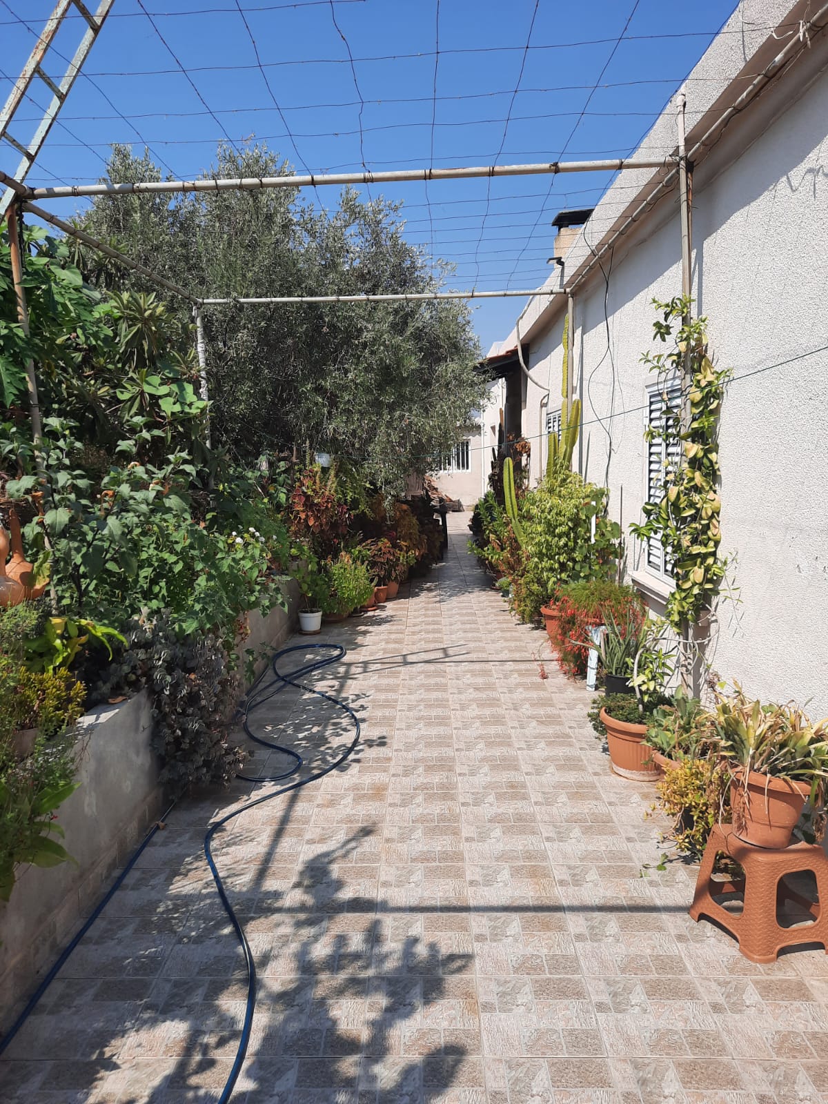 an outdoor walkway is lined with plants in pots on either side. a building is on the right side, and a concrete wall is on the left. overhead is a pergola and wire. a blue hose is coiled on the left side of the walkway, and a small brown table is on the right. the walkway is paved with brown tiles.
