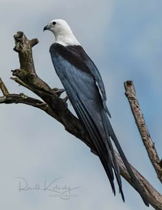 a blackshouldered kite perches on a branch with its black, blue and white feathers visible. the kite is perched with its head turned to the right of the frame and its wings folded. the bird has a white head with a black beak, black wings with a white patch on the shoulder and a long black and blue tail. the branch is a dark brown and the background is a soft blue sky.