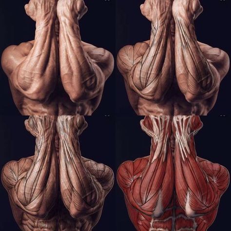 the image is a fourpanel anatomical study of a man's upper body, focusing on the muscles and tendons of the arms, shoulders, and back. each panel shows a different level of detail, progressing from a realistic depiction of the skin to a fully flayed view of the underlying musculature. the man is posed with his hands clasped behind his head, highlighting the complex interplay of muscles involved in this movement. the studio setting and neutral background emphasize the anatomical details, making it a valuable resource for artists and anyone interested in human anatomy.