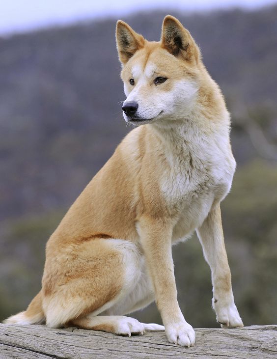 a dingo, an australian wild dog, is perched atop a weathered log, its gaze focused intently offcamera. the canine's coat displays a spectrum of warm browns and tans, accented by white markings on its chest, muzzle, and paws. the backdrop features a softfocus blend of muted greens and blues, hinting at a mountainous or forested terrain. the overall ambiance exudes a sense of untamed wilderness and captivating animal portraiture.