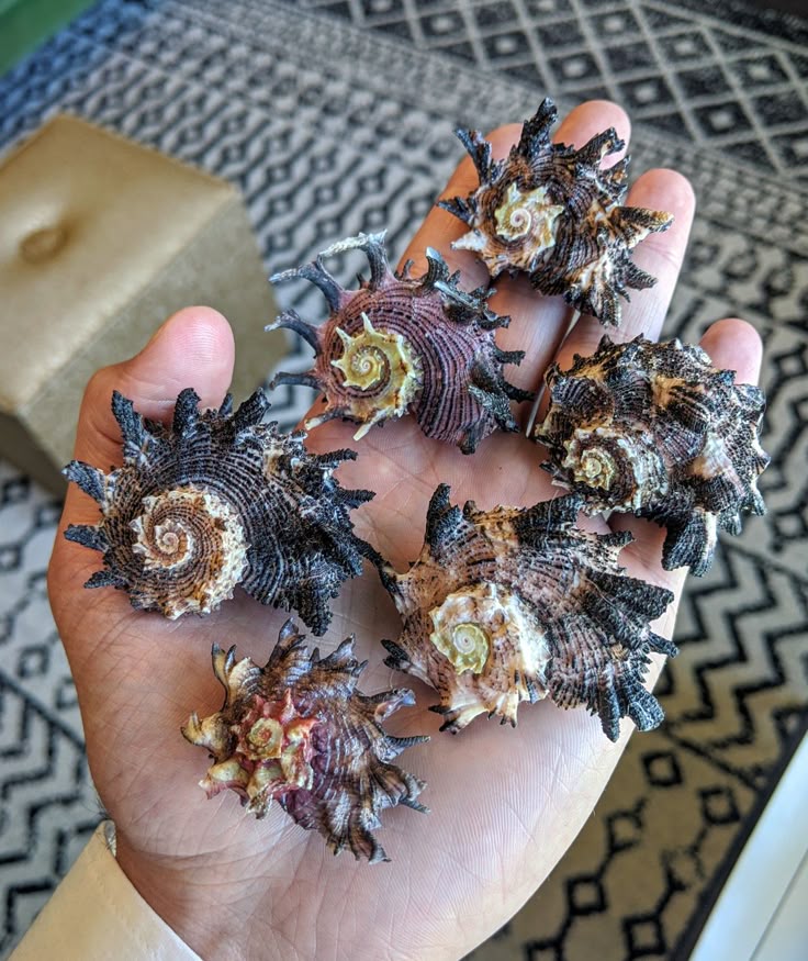 the image shows a hand holding six spiky sea shells. the shells have intricate patterns and textures, with a color palette of brown, beige, and black. they appear to be part of a collection or display of decorative items. the background features a patterned rug and a small piece of furniture.