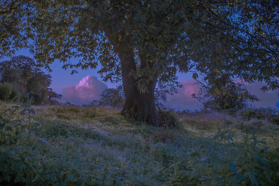 a large tree with a thick trunk and sprawling branches dominates the scene, silhouetted against a twilight sky awash in hues of purple and blue.  the tree stands on a grassy knoll, surrounded by lowlying vegetation.  the soft, diffused light of dusk creates a serene and peaceful atmosphere.