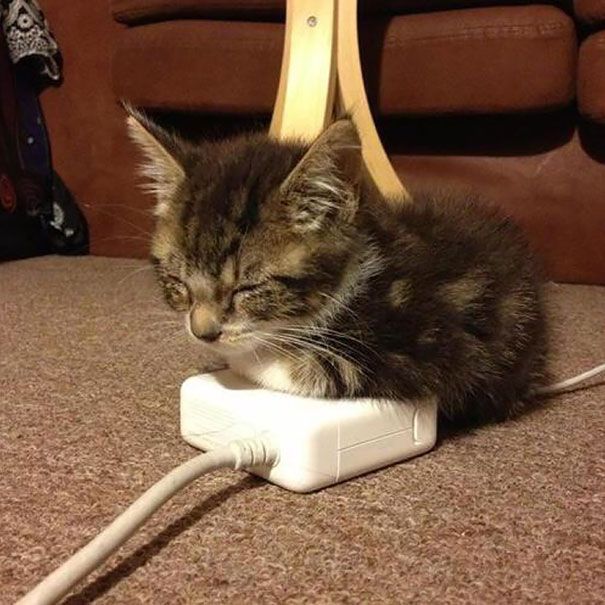 a cute brown tabby kitten is sleeping on a white power adapter and charger plugged into the wall. the kitten is curled up with its paws tucked under its body. the charger is on a brown carpet next to a brown couch.
