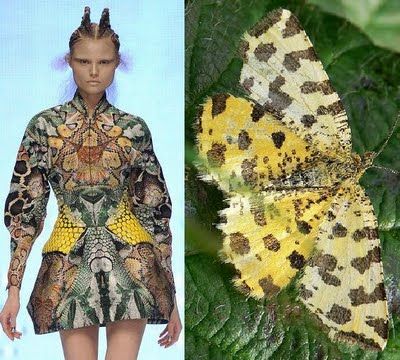 a woman wearing a colorful dress with a butterfly pattern stands on a runway. the dress is inspired by the wings of a butterfly, which is shown in the image on the right. the butterfly has black, white, yellow, and brown wings. the model has her hair in a high ponytail. the background is a blurry image of a green wall.