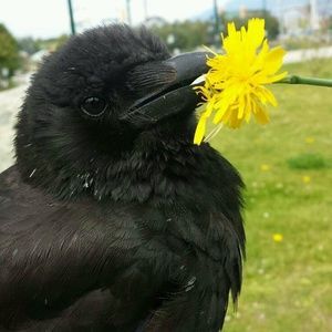 a closeup of a crow with black feathers, a yellow dandelion stuck on its beak. the bird is looking at the flower, enjoying the smell. the background is green grass.
