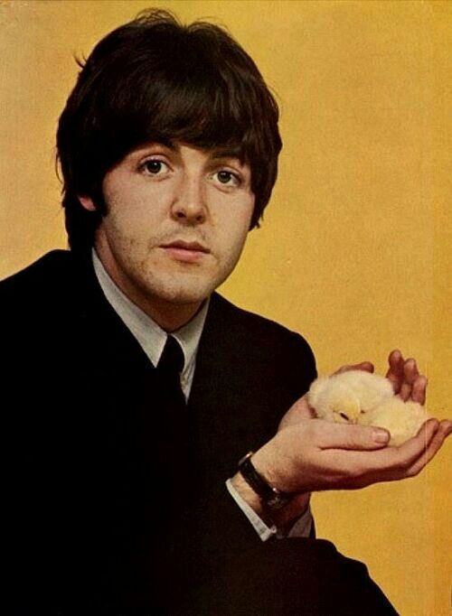 a color photograph of paul mccartney of the beatles wearing a suit and holding a yellow baby chick.