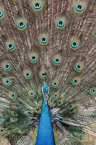 a closeup shot of a peacock's tail feathers, showcasing its vibrant and intricate plumage. the feathers are spread out in a fan shape, revealing the beautiful blue and green hues. the peacock's head and neck are visible in the center of the image, with its signature blue and green coloration. the intricate patterns and colors of the peacock's tail feathers make this a truly breathtaking sight.