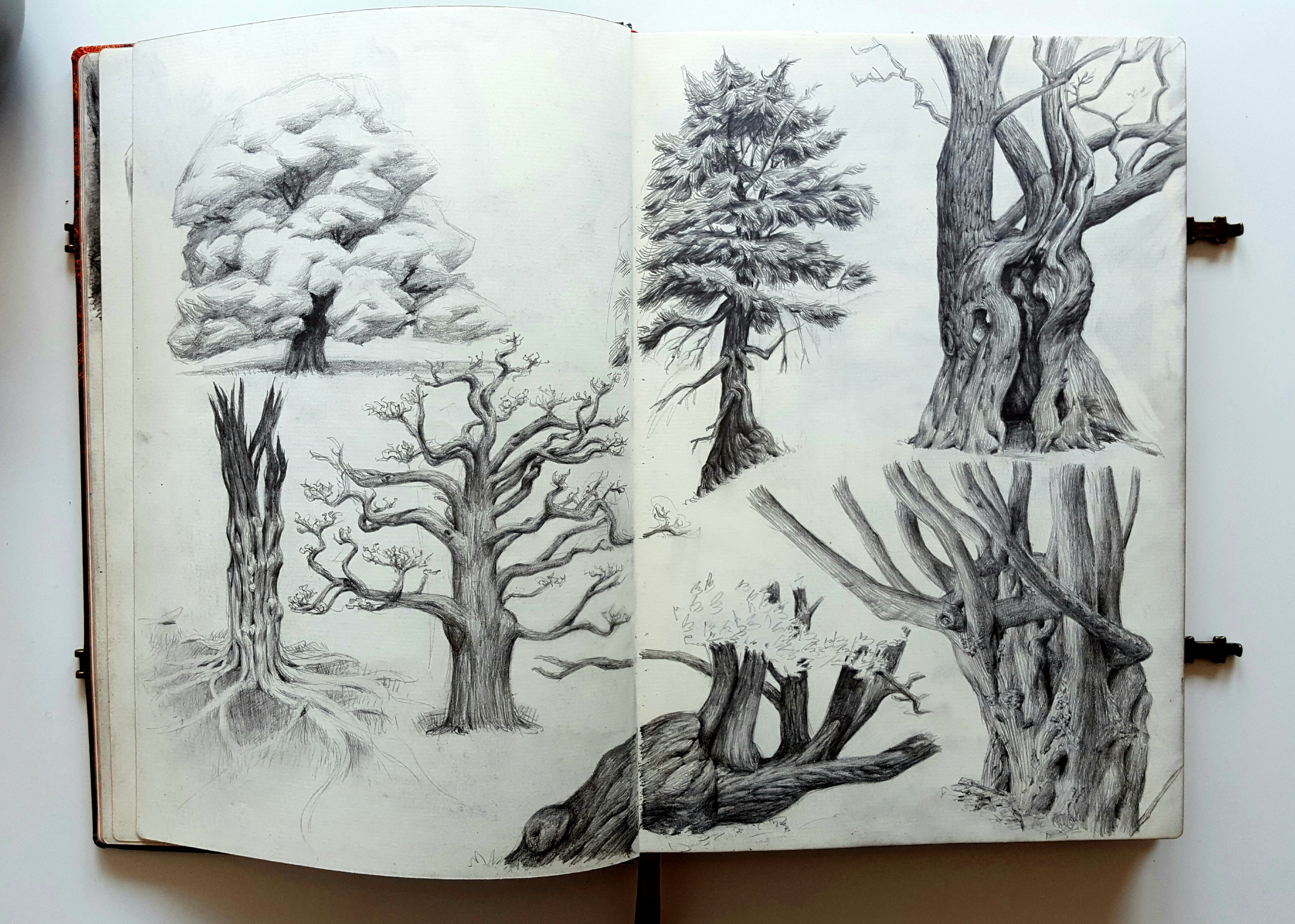 an open sketchbook lies on a white surface. the pages are filled with detailed pencil sketches of various trees, showcasing different species, shapes, and textures. the artist has captured the intricate details of bark, branches, and foliage with skill and precision. the monochrome palette enhances the sense of depth and texture in the drawings, highlighting the beauty and complexity of these natural wonders.