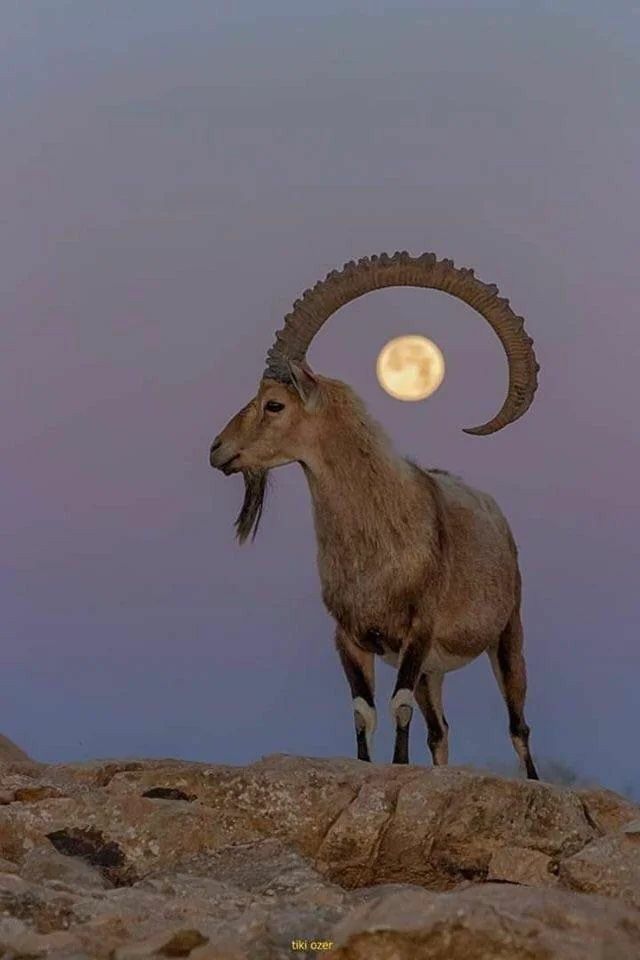 a mountain goat with large horns stands on a rocky outcrop, silhouetted against the sky with the full moon shining brightly in the background. the goat looks majestic and powerful as it stares out into the distance.  the soft light of the moon bathes the scene in a warm glow, creating a peaceful and atmospheric feel.
