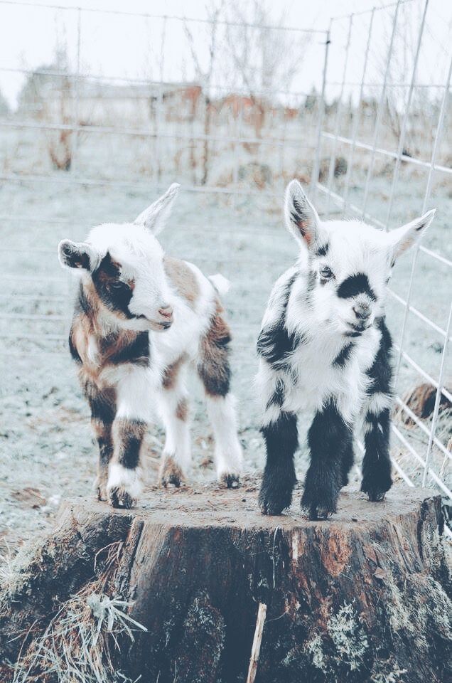 two baby goats stand on a tree stump in an outdoor setting. one goat is brown and white, and the other is black and white. a fence is visible in the background.