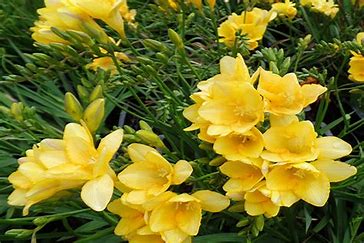 the image shows a cluster of bright yellow freesia flowers in full bloom. the flowers are surrounded by green leaves and stems, and the background is a blur of green foliage. the image is brightly lit, as if by natural sunlight.