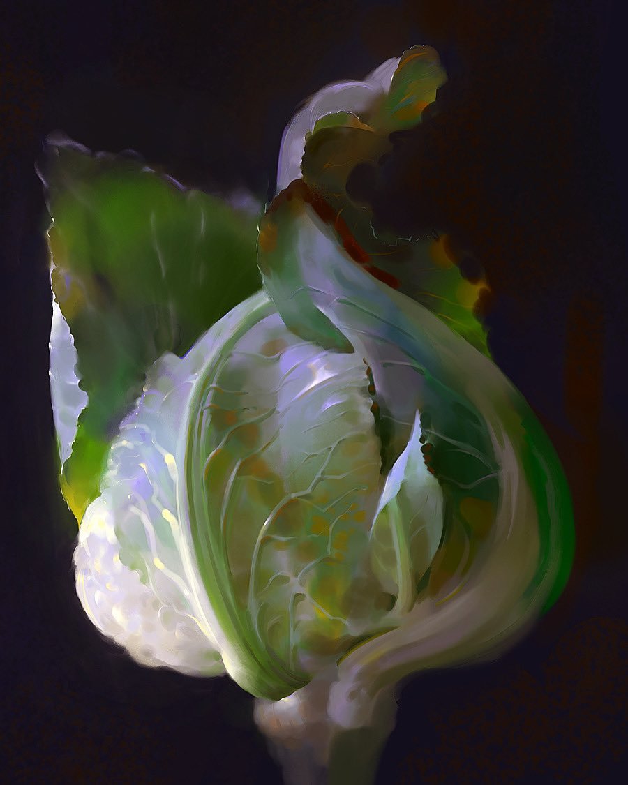 a closeup of a cauliflower with its green leaves curled around the white head. the cauliflower is lit from the side, casting shadows on the leaves. the image is a still life and focuses on the beauty and texture of the cauliflower.