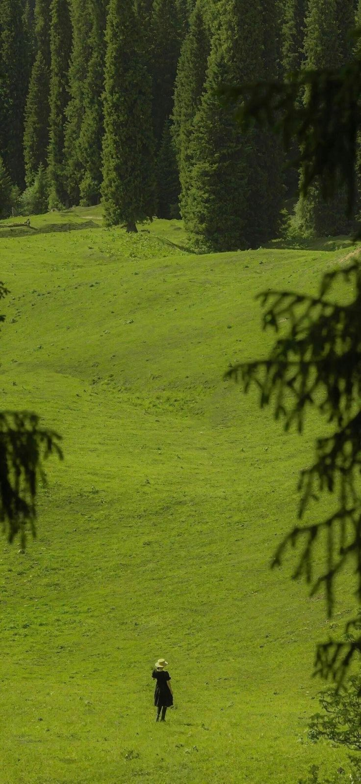 a woman wearing a dark dress and straw hat walks across a bright green meadow, framed by towering evergreen trees along the top and sides of the image. the meadow slopes gently upwards, and the trees create a sense of depth and enclosure.