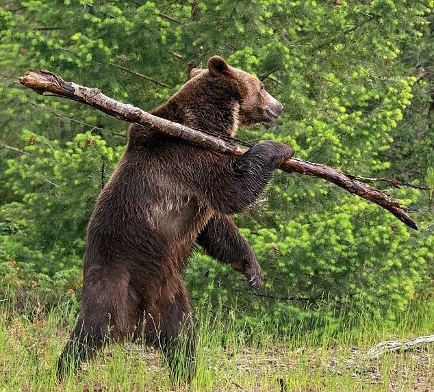 a large brown bear stands on its hind legs in a forest, holding a branch in its front paws. the bear is looking to the right of the image and appears to be carrying the branch away from the camera. the background is made up of green trees and foliage. the photo is taken from a slightly low angle.