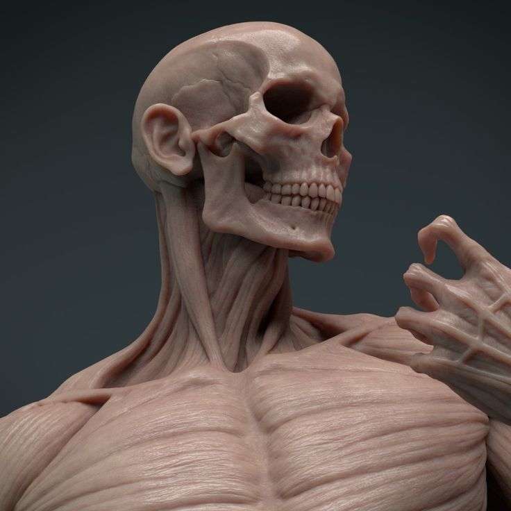 this is a 3d render of an anatomical écorché. the image showcases the upper body of a male figure, with the skin removed to reveal the intricate network of muscles and bones beneath. the detail is impressive, clearly showing individual muscle fibers and tendons.  the figure is positioned in a contemplative pose, with its head turned to the side and one hand slightly raised.  the lighting is soft and directional, highlighting the texture and form of the anatomy.