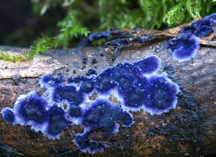 a closeup shot features patches of vibrant cobalt crust fungus (terana caerulea) growing on a damp tree branch. the blue fungus is clustered together and surrounded by a white border. some moss and other greenery can be seen in the background. the wood appears to be decaying and is covered in black dots. the overall scene suggests a moist environment, typical of a forest floor.