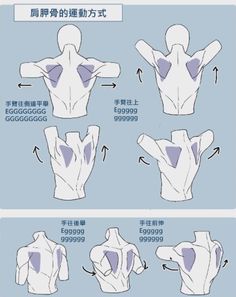 this image shows a medical illustration of the different movements of the shoulder blade, including the muscles involved.```