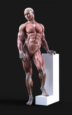 a female anatomical model stands with her left hand resting on a white pedestal. the model's muscles are highly detailed and visible against her skin. the background is black.
