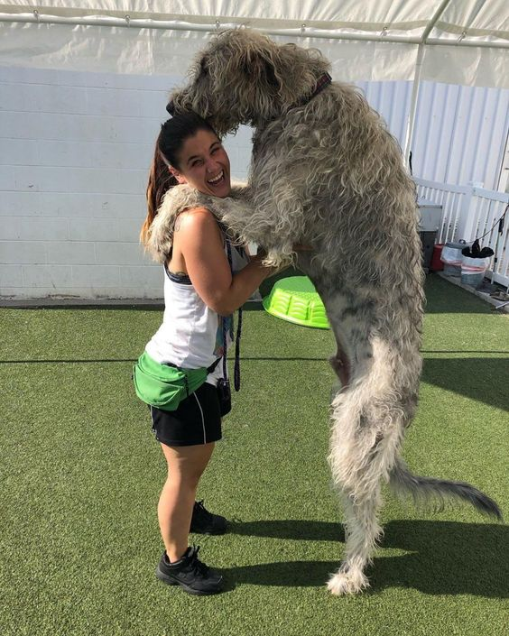 a woman is hugging a large irish wolfhound dog on a green field. the woman is wearing a white tank top, black shorts, black sneakers, and a green fanny pack. the dog is standing on its hind legs and has its front paws around the woman. the woman is smiling and the dog is looking at her. the background is a white wall.
