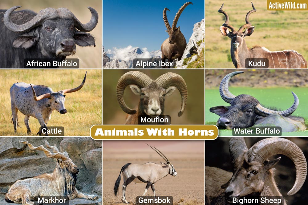 the image shows nine different animals with horns, including an african buffalo, an alpine ibex, a kudu, a mouflon, a cattle, a water buffalo, a markhor, a gemsbok, and a bighorn sheep. the animals are all shown in their natural habitats. the image is a colorful and informative way to learn about different animals with horns.