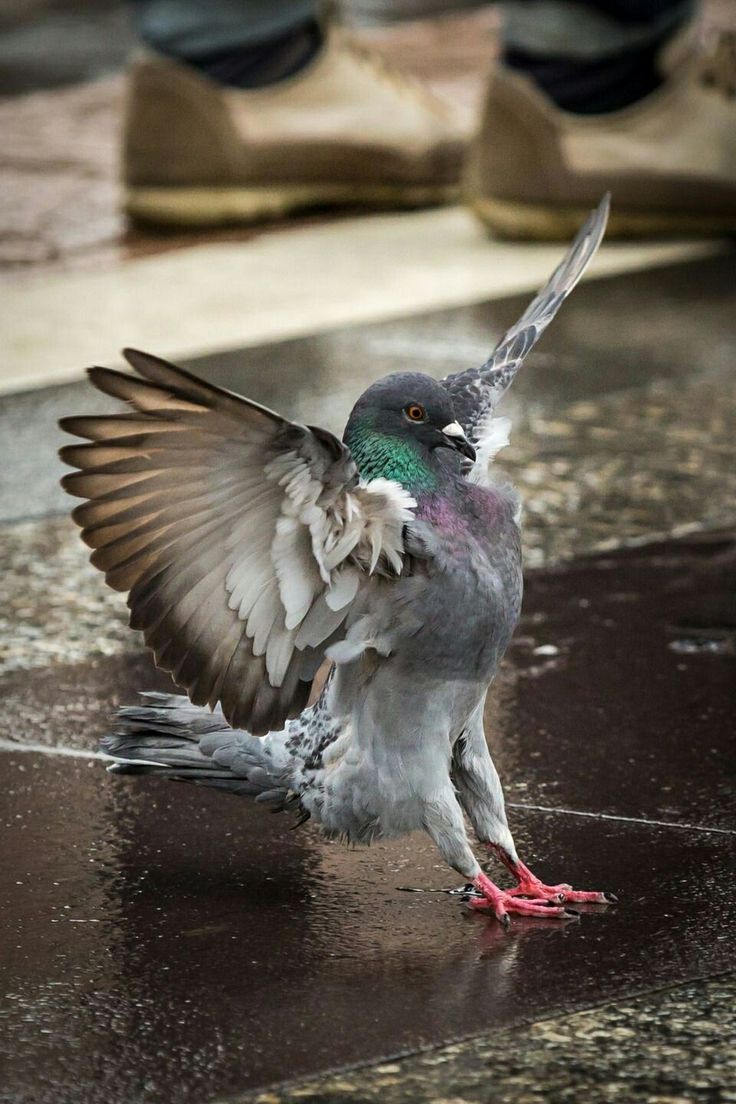 a gray pigeon stands on wet pavement with its wings spread, its red feet can be seen. the background is blurry and out of focus, but you can see two pairs of feet from what appear to be two people walking away.