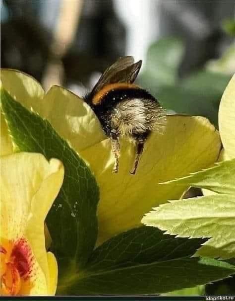 a bumblebee is partially submerged in a yellow flower, with its rear end and legs visible. the bee's fuzzy body and wings are prominent. the flower is in bloom, with green leaves surrounding it.