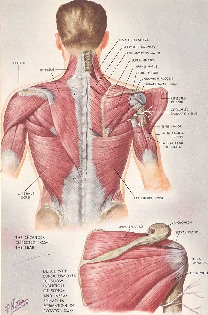 the image is a detailed anatomical illustration of the muscles of the upper back and shoulder, shown from a posterior view. it features a combination of two main figures: a full torso showcasing the superficial muscles and a closeup view of the right shoulder blade area with some muscles removed to reveal deeper structures. labels identify major muscles, bones (like the scapula and humerus), and other anatomical features like the acromion process and the subacromial bursa. the use of vibrant colors and shading creates a realistic depiction of muscle texture and depth.  a small inset diagram illustrates the insertion points of the supraspinatus and infraspinatus muscles on the humerus, highlighting the formation of the rotator cuff.