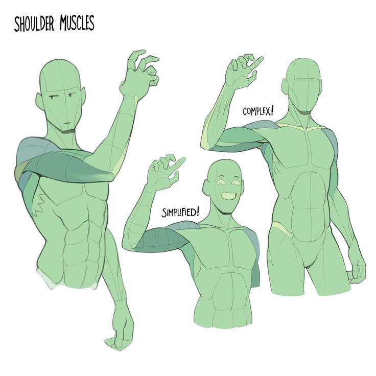 the image is an art tutorial focusing on shoulder muscles. it shows three different depictions of a male torso from varying angles, highlighting the complexities and simplifications of drawing the shoulder and upper arm musculature.  the first figure displays a more detailed view of the muscles, labelled "complex!". the second is a simplified version, labelled "simplified!", offering a less intricate yet still informative portrayal. the third figure showcases the entire torso, providing context for the arm muscles. all figures are rendered in a consistent light green color palette, with clean lines and a stylistic approach suitable for reference in drawing.  the text "shoulder muscles" is clearly displayed at the top, indicating the focus of the tutorial.