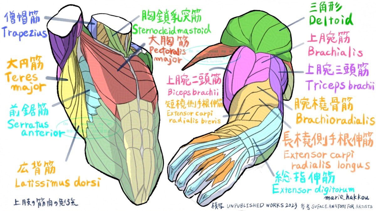 the image is a detailed anatomical illustration showing the surface muscles of the back and arm. it features both english and japanese labels for each muscle. the illustration style is artistic and stylized, but anatomically accurate. the muscles are colorcoded and clearly delineated, providing a visual guide to their locations and relationships. the image is titled "unpublished works 2023" and credits "surface anatomy for artists" as a reference, suggesting it's a study piece or preparatory work by an artist focusing on anatomical accuracy for artistic purposes. the detailed labeling of both english and japanese names makes this resource useful to a wider audience.