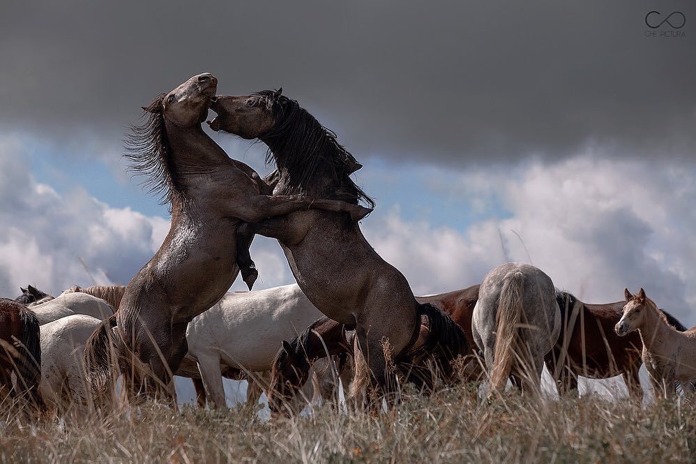 two wild horses are engaged in a fierce fight, rearing up on their hind legs and grappling with each other.  their bodies are tense, and their expressions are intense.  the fight is taking place in a grassy field under a dramatic cloudy sky.  a herd of other horses is visible in the background, observing the altercation. the image is sharply focused and captures the raw energy and power of the animals in a stunning display of wild horse behavior.