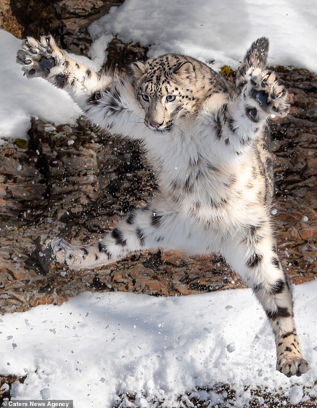a snow leopard is captured midair, leaping from a snowy and rocky terrain. the animal is white with black spots, and its paws are extended. snow is visible in the foreground and amongst the rocks.