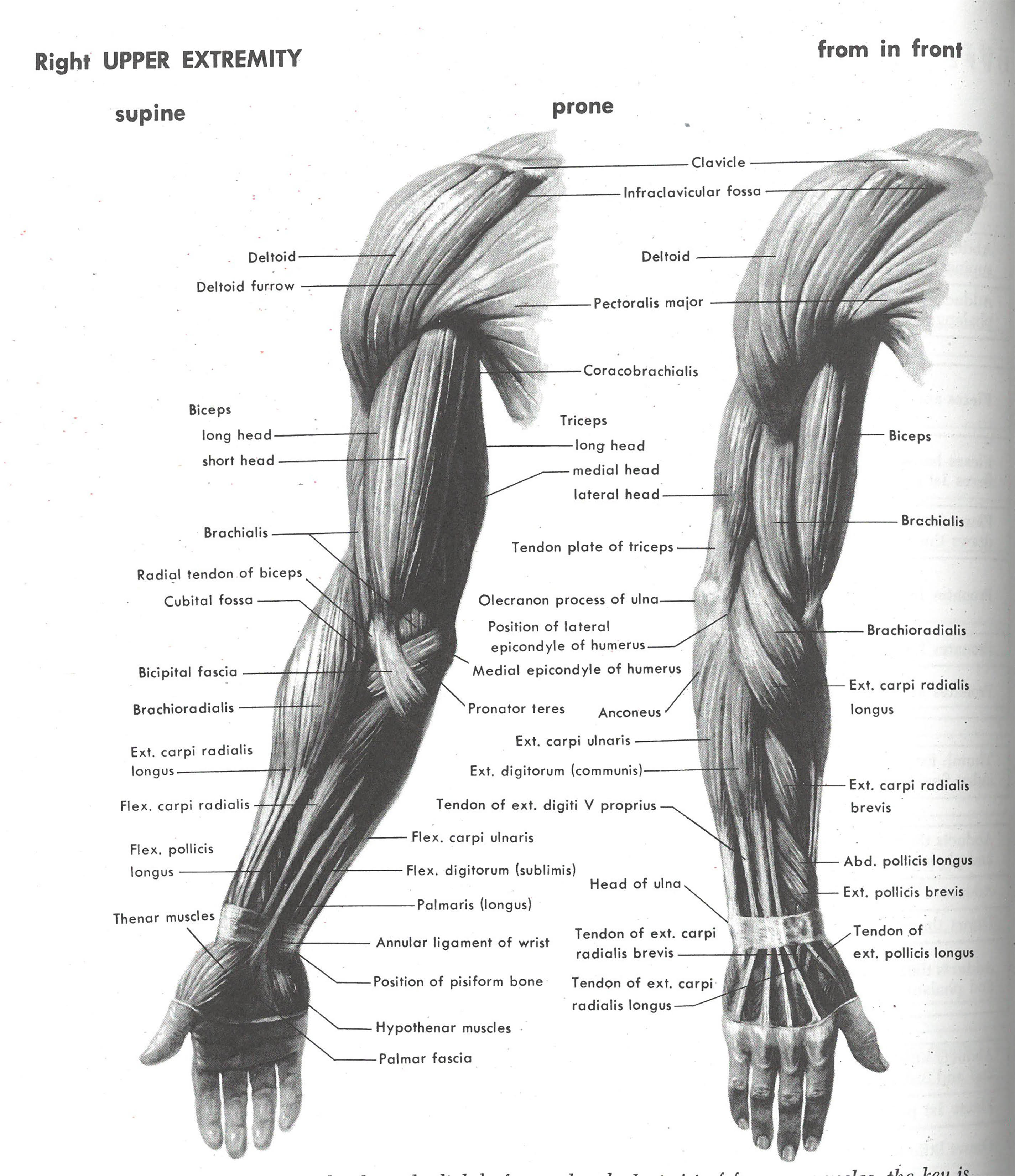 this is an anatomical illustration of the muscles of the right upper extremity. there are two views: supine and prone. the muscles are labeled in each view.