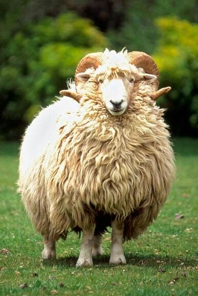 a fluffy white sheep with large horns stands in a grassy field, looking directly at the camera. its thick wool is perfectly groomed and its eyes are wide and innocent. the sheep is a symbol of peace and gentleness, and its presence in the field evokes a sense of tranquility and beauty.
