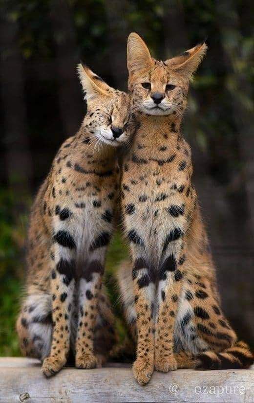 two serval cats are sitting side by side on a log, they are looking at the camera, one is leaning on the other's shoulder. they are both very cute.