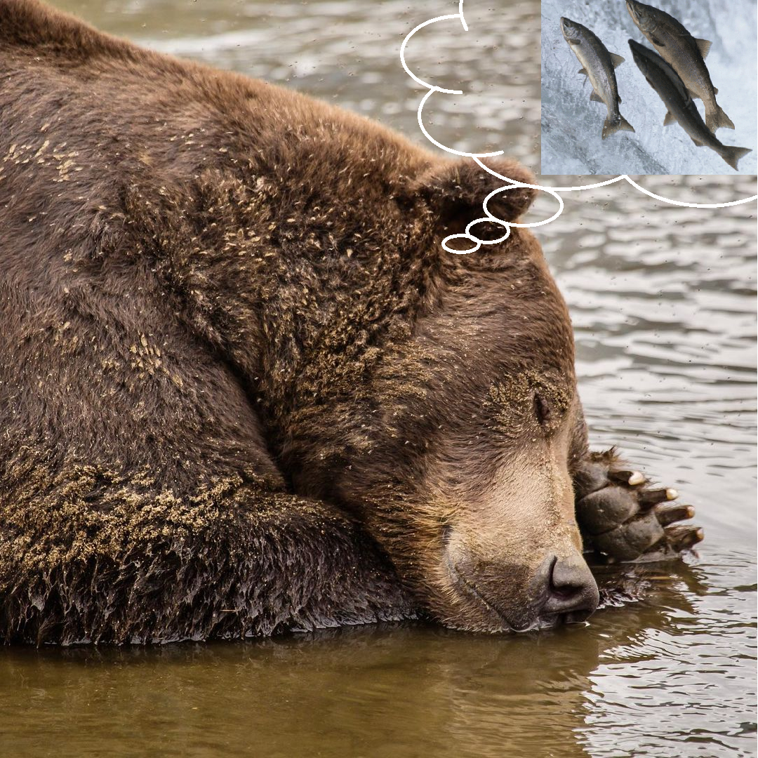 a large brown bear lies peacefully asleep in the shallow water of a river, its head resting on its paws. the bear's fur is a rich, dark brown, and its face is relaxed and serene. the water is clear and calm, and the bear's reflection is visible on the surface. in a thought bubble above the bear's head, three salmon swim together in clear, cold water. the bear appears to be dreaming of a tasty fish meal.