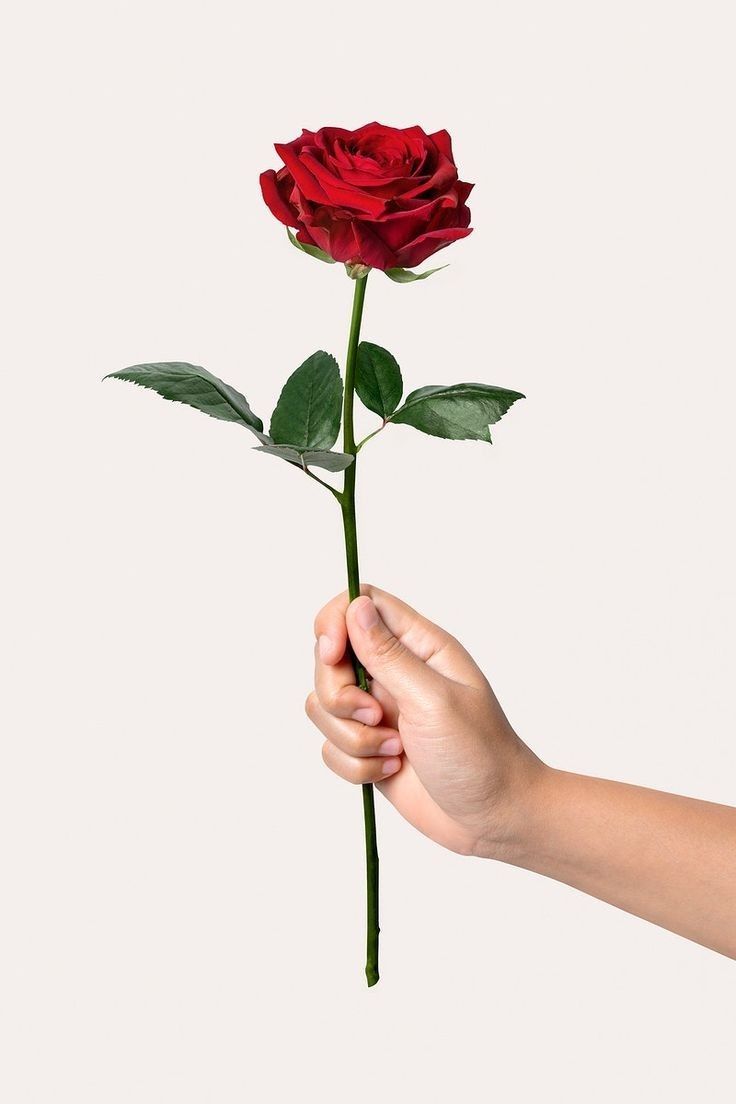 a hand holds a single red rose with a long green stem and leaves, against a plain background.