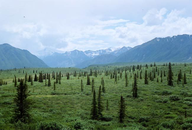 the image is a landscape scene featuring a green tundra, coniferous trees scattered throughout, and a mountain range with snowcapped peaks in the background. the sky is filled with clouds.