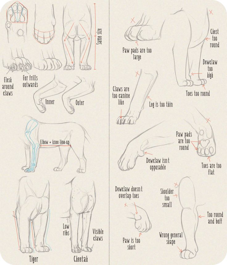the image displays anatomical diagrams of tiger and cheetah paws, highlighting the correct features versus common errors in drawings. the diagrams point out specifics like the size of paw pads, claw shape, leg thickness, dewclaw positioning, toe shapes, shoulder size, and overall paw structure. the drawing serves as a visual aid for artists looking to improve the accuracy of their big cat paw drawings.