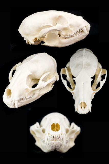 a collection of four animal skulls, with varying angles, are presented in a black background. the skulls are all white in color, and their details are clearly visible. they appear to be cleaned and polished, showcasing the intricate structure of the bones and teeth. the skulls' presentation suggests a scientific or biological context, possibly for research or education purposes.