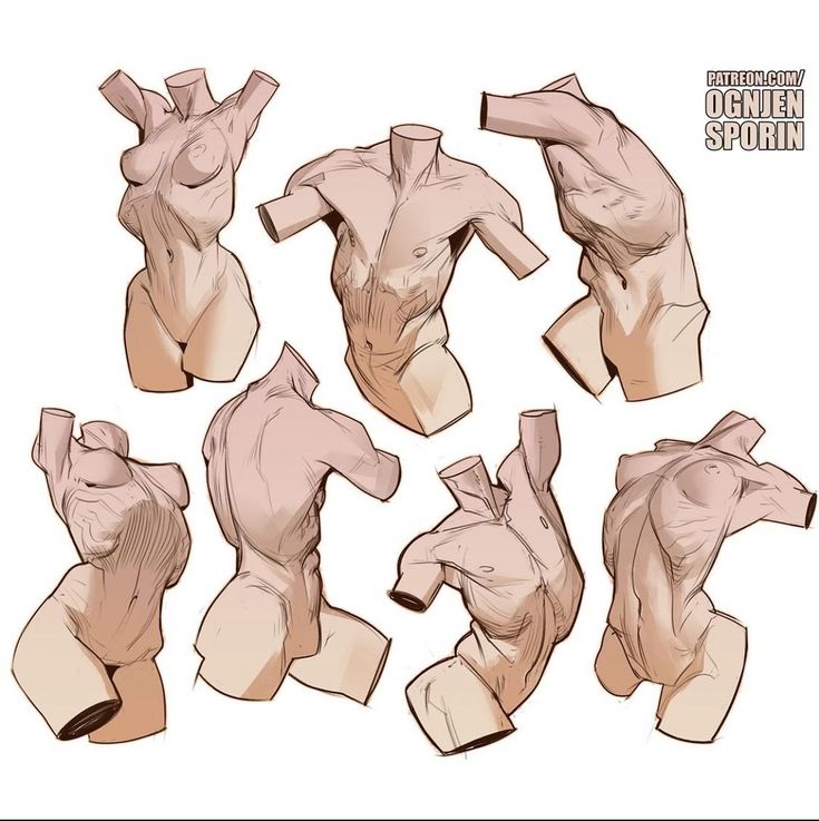 the image contains a collection of eight detailed anatomical drawings of human torsos, both male and female, in various poses and angles.  the drawings are highly detailed, showing muscle structures and subtle variations in form.  the style is clean and somewhat stylized, with a muted color palette. the artist's name, ognjen sporin, and patreon information are included. the drawings are likely intended as reference material for artists studying human anatomy and figure drawing.