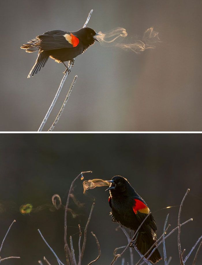 two redwinged blackbirds are perched on branches in a wintery forest. they are both singing with their beaks open and steam coming out of their mouths. the branches are bare and the background is blurred.