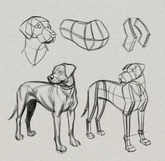 the image consists of five sketches showing the different stages of sketching a dog. it includes simplified shapes for the head, muzzle, and full body of the dog, as well as a more complete sketch. the sketches provide a guide for understanding the animal's structure and proportions, particularly from a side view.