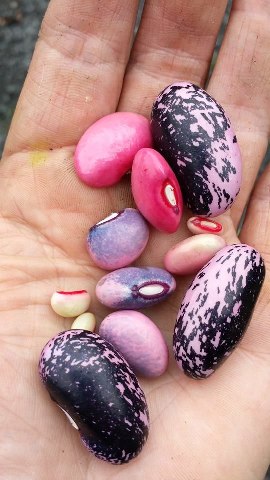 a hand holding a variety of colorful beans. the beans are different colors, including pink, purple, white, and speckled with black and pink.