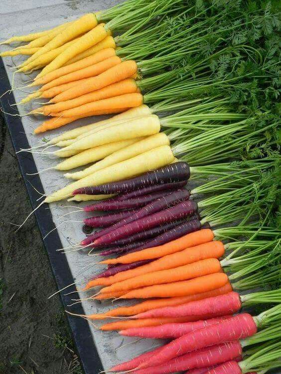the image shows a colorful arrangement of various colored carrots laid out in rows. there are yellow, orange, purple, and red carrots, each with their green tops still attached. the carrots are arranged in order of color, creating a gradient effect. they appear to be freshly harvested and are displayed on a flat surface, possibly a table or ground.
