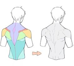 the image shows a sketch of a male back with simplified muscle groups marked with different colors to help understand the anatomy for drawing.