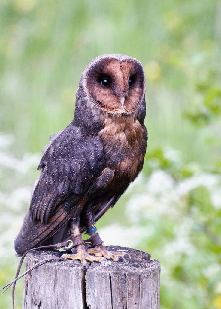a dark morph barn owl, also known as a black barn owl, perches on a tree stump. the owl has mostly dark brown and black feathers, with a lighter tan heart shaped facial disc. its feet have a leather strap and a blue band. the background is out of focus, showing green vegetation.