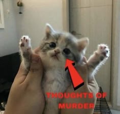 a small white and gray kitten is being held up by a person's hand, the kitten has a playful look on its face and is looking at the camera, the caption says "thoughts of murder."
